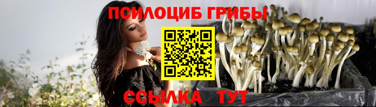 Галлюциногенные грибы Psilocybine cubensis Артём
